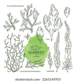 Collection of seaweed, algae: laminaria, ulva seaweed, cladosiphon okamuranus, phyllophora nervosa. Green, brown and red algae. Edible seaweed. Vector hand drawn illustration