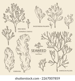 Collection of seaweed, algae: laminaria, ulva seaweed, cladosiphon okamuranus, phyllophora nervosa. Green, brown and red algae. Edible seaweed. Vector hand drawn illustration