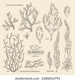 Collection of seaweed, algae: laminaria, ulva seaweed, cladosiphon okamuranus, phyllophora nervosa. Green, brown and red algae. Edible seaweed. Vector hand drawn illustration