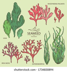 Collection of seaweed, algae: ulva, enteromorpha, rhodymenia palmata,irish moss. Green and red algae. Edible seaweed. Vector hand drawn illustration