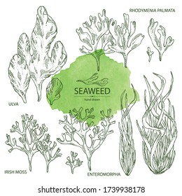 Collection of seaweed, algae: ulva, enteromorpha, rhodymenia palmata,irish moss. Green and red algae. Edible seaweed. Vector hand drawn illustration