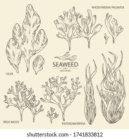 Collection of seaweed, algae: ulva, enteromorpha, rhodymenia palmata,irish moss. Green and red algae. Edible seaweed. Vector hand drawn illustration