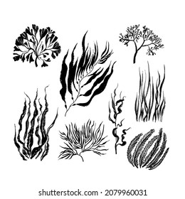 Collection of seaweed. Drawn in black ink, brush texture.