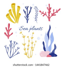 Collection of seaweeds and plants. Vector illustration of nature wildlife