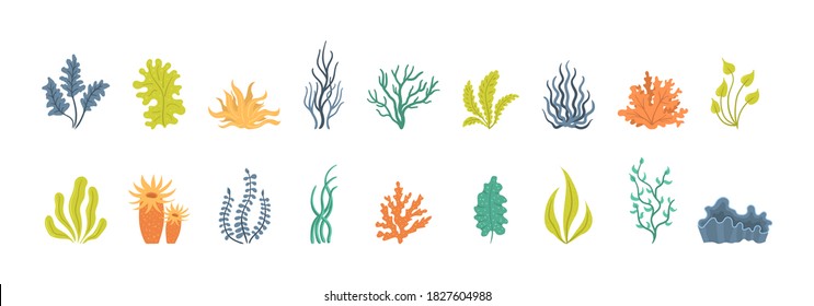 Collection of seaweeds, underwater sea plants, shells. Vector illustration of seaweeds, planting, marine algae and ocean corals silhouettes. Collection of cartoon algae. 