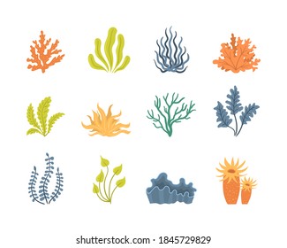 Collection of seaweeds, underwater sea plants, shells. Vector illustration of seaweeds, planting, marine algae and ocean corals silhouettes. Collection of cartoon algae. 