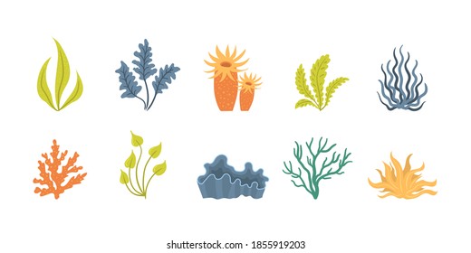 Collection of seaweeds, underwater sea plants, shells. Vector illustration of seaweeds, planting, marine algae and ocean corals silhouettes. Collection of cartoon algae. 