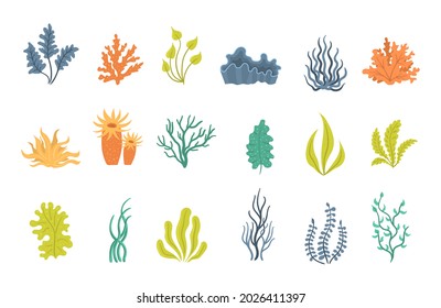 Collection of seaweeds, underwater sea plants, shells. Marine plants and aquatic algae set isolated on white background. Ocean corals silhouettes. Vector illustration, eps 10.