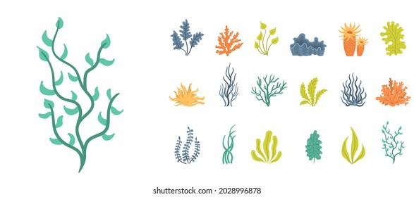 Collection of seaweeds, underwater sea plants, shells. Marine plants and aquatic algae set isolated on white background. Ocean corals silhouettes. Vector illustration, eps 10.