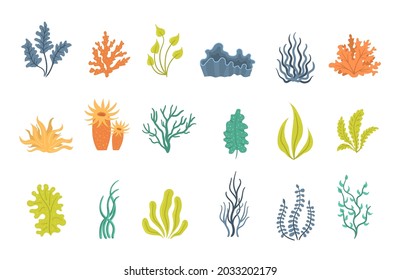 Collection of seaweeds, underwater sea plants, shells. Marine plants and aquatic algae set isolated on white background. Ocean corals silhouettes. Vector illustration, eps 10.