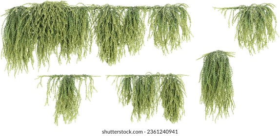 Collection of Sedum Morganinum,Donkeys Tail on isolated transparent background