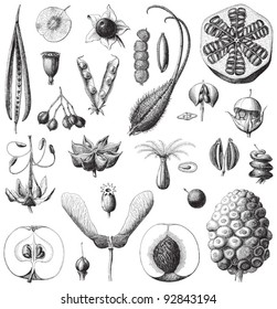 Collection of seeds / vintage illustration from Meyers Konversations-Lexikon 1897