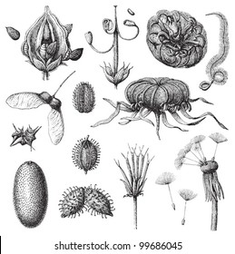 Collection of seeds / vintage illustration from Meyers Konversations-Lexikon 1897