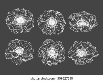 Collection set of anemone flower by hand drawing.