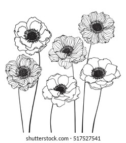 Collection set of anemone flower by hand drawing on white backgrounds.
