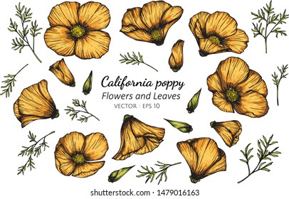 Collection Set Of California Poppy Flower And Leaves Drawing Illustration. 
