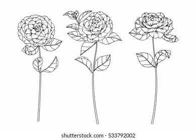 Collection set of Camellia flower by hand drawing on white backgrounds. Vector illustration