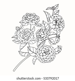 Collection set of Camellia flower by hand drawing on white backgrounds. Vector illustration