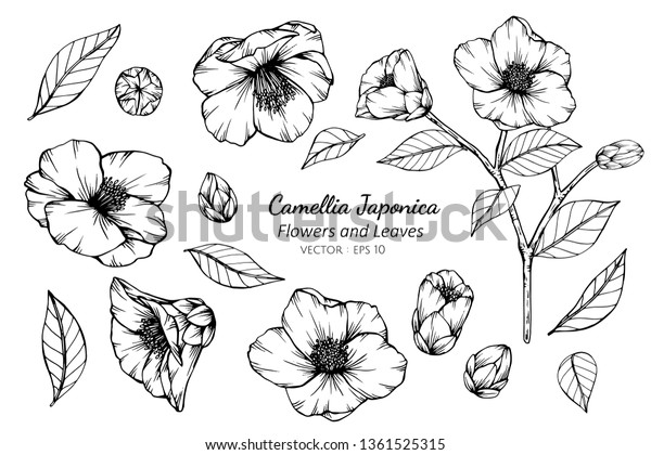 ツバキジャポニカの花と葉のコレクションイラスト パターン ロゴ テンプレート バナー ポスター 招待状 グリーティングカードデザイン のベクター画像素材 ロイヤリティフリー