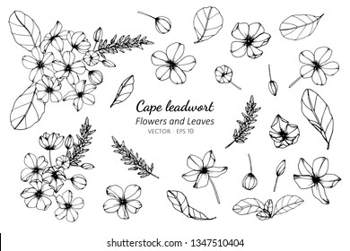 Collection set of cape leadwort flower and leaves drawing illustration. for pattern, logo, template, banner, posters, invitation and greeting card design.

