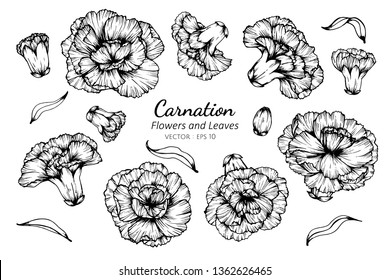 Collection set of carnation flower and leaves drawing illustration. for pattern, logo, template, banner, posters, invitation and greeting card design.

