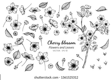 Collection set of cherry blossom flower and leaves drawing illustration. for pattern, logo, template, banner, posters, invitation and greeting card design.

