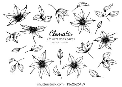 Collection set of clematis flower and leaves drawing illustration. for pattern, logo, template, banner, posters, invitation and greeting card design.

