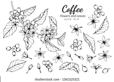 Collection set of coffee flower and leaves drawing illustration. for pattern, logo, template, banner, posters, invitation and greeting card design.

