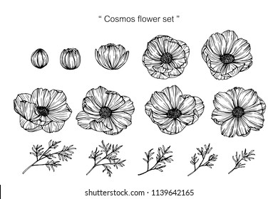 Cosmos Flowers Drawing Images Stock Photos Vectors Shutterstock