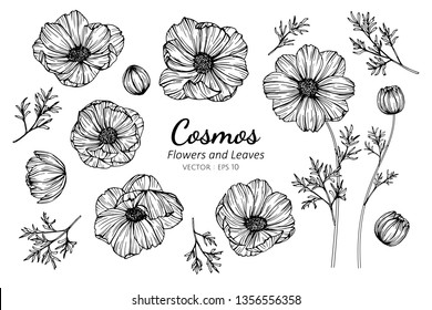 Collection set of cosmos flower and leaves drawing illustration. for pattern, logo, template, banner, posters, invitation and greeting card design.

