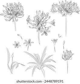 Collection set of  flowers and leaves Agapanthus drawing illustration. for pattern, logo, template, banner, posters, invitation and greeting card design. svg