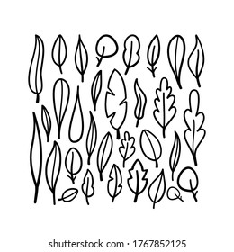 collection set of hand drawn leaf natural leaves isolated black in line style. Premium vector design