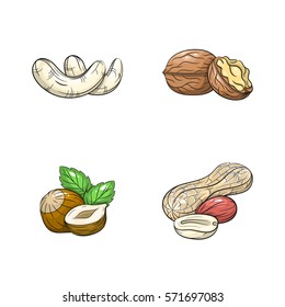 Collection set of hand drawn nuts isolated on white background. Vector illustration of peanut, hazelnut, cashew and walnut in vintage sketch style - stock vector