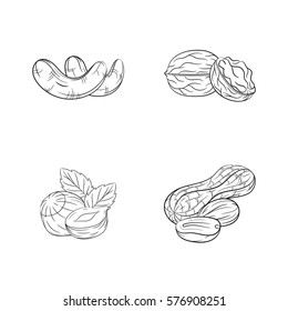 Collection set of hand drawn nuts isolated on white background. Vector illustration of peanut, hazelnut, cashew and walnut in vintage sketch style - stock vector