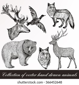 A collection or set of hand drawn vintage styled engraved animals for design