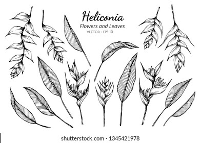 Collection set of heliconia flower and leaves drawing illustration. for pattern, logo, template, banner, posters, invitation and greeting card design.