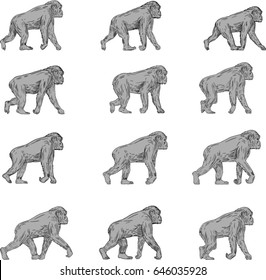 Collection set of illustrations of a chimpanzee walking viewed from the side set on isolated white background done in drawing sketch style. 