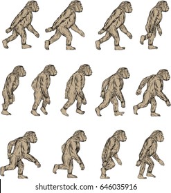 Collection set of illustrations of Homo habilis, a species of the tribe Hominini,  of the Pleistocene period walking viewed from the side  on isolated white background done in drawing sketch style. 