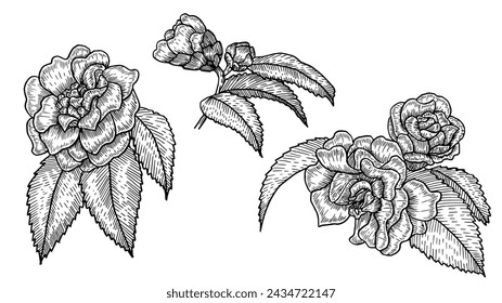 Collection set of Japanese camellia flowers and leaves hand-drawn illustration style, for drawing, logo, template, banner, posters, invitation design, greeting cards.