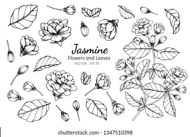 Collection set of jasmine flower and leaves drawing illustration. for pattern, logo, template, banner, posters, invitation and greeting card design.

