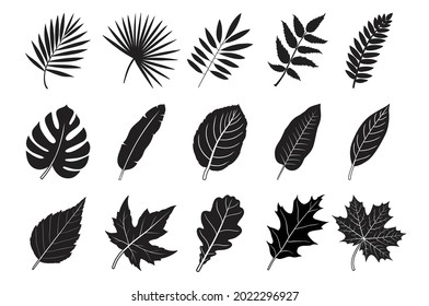 Collection set of leaves in black outlines. Decorative elements. Vector illustrations.
