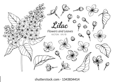 Collection Set Of Lilac Flower And Leaves Drawing Illustration. For Pattern, Logo, Template, Banner, Posters, Invitation And Greeting Card Design.

