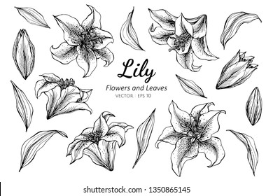 95 Animal Pencil drawing sketching flowers sego lily on a creek 