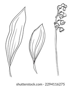 Collection set of lily of the valley flower and leaves drawing illustration. for pattern, logo, template, banner, posters, invitation and greeting card design. Vector