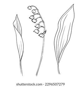 Collection set of lily of the valley flower and leaves drawing illustration. for pattern, logo, template, banner, posters, invitation and greeting card design. Vector