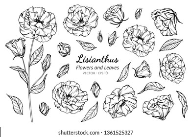 Collection set of lisianthus flower and leaves drawing illustration. for pattern, logo, template, banner, posters, invitation and greeting card design.

