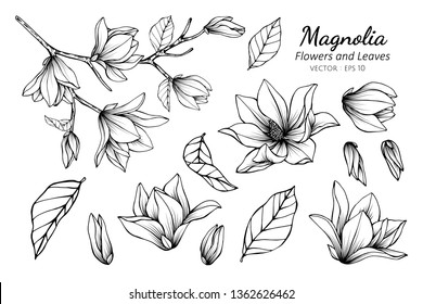 Conjunto de colección de flores de magnolia y hojas ilustración de dibujo. para el diseño de patrones, logotipos, plantillas, banners, carteles, invitaciones y tarjetas de felicitación.

