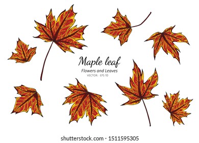 Collection set of maple leaves drawing illustration.