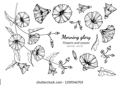 Collection set of morning glory flower and leaves drawing illustration. for pattern, logo, template, banner, posters, invitation and greeting card design.

