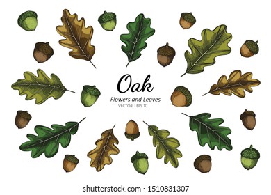Collection set of oak nut and leaves drawing illustration.